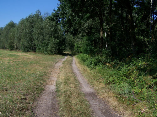 zabiniec_i
