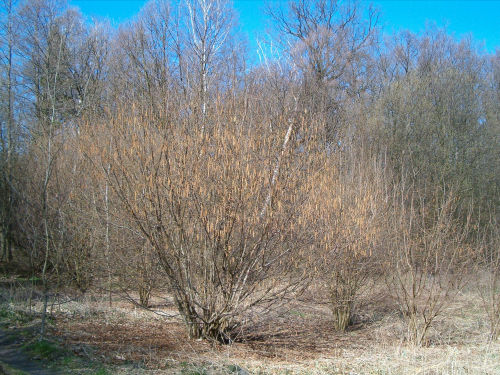 zimna_woda_i