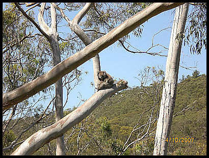 koala_ii